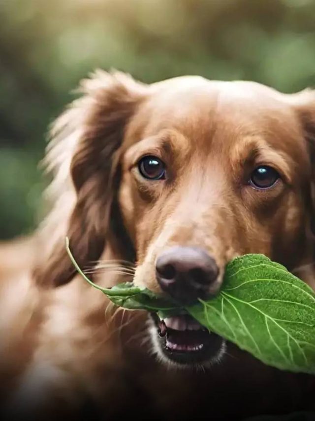 Poisonous Indian Houseplants For Your Dogs