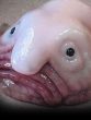 Blobfish