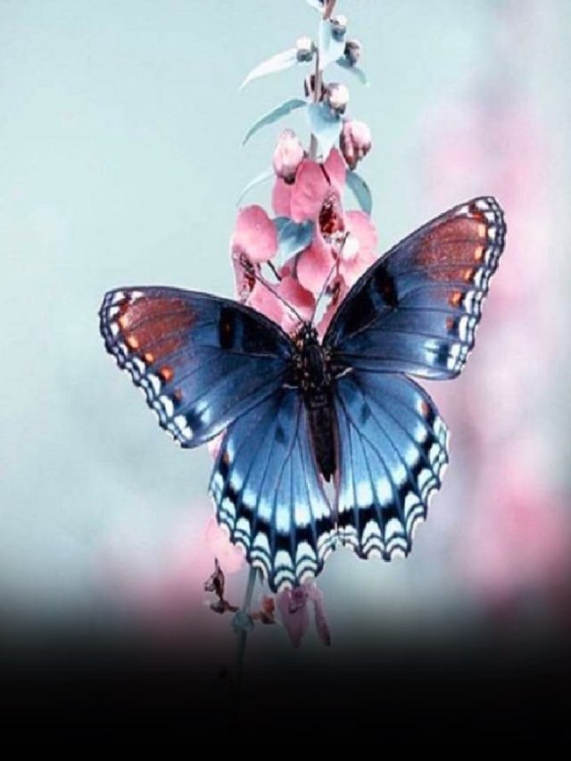 Most Beautiful Butterfly Found Around The World