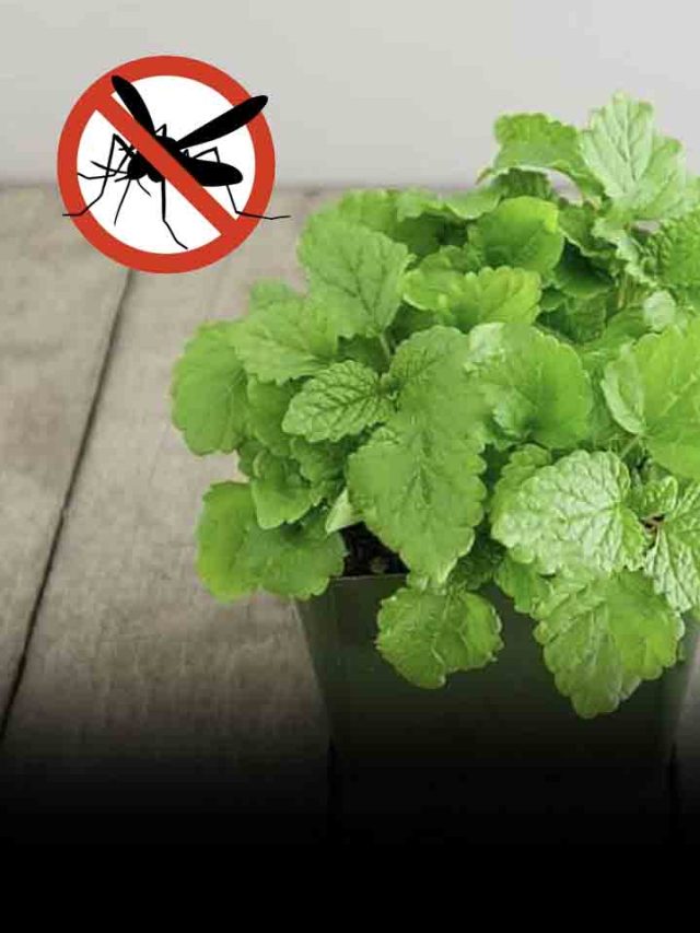 House Plants That Repel Mosquitoes