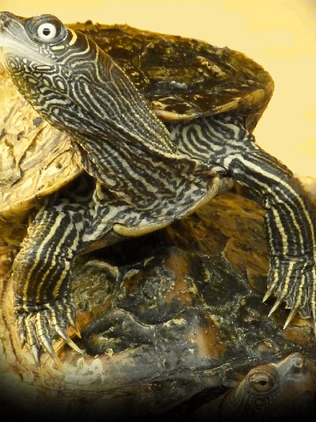 7 Turtle Species Perfect For Your Home Aquarium - News24