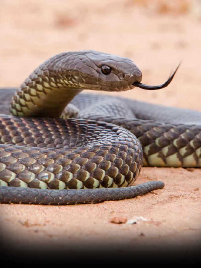 7 Plants That Can Attract Snakes to Your Garden News24