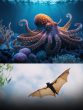 Octopus and Bats