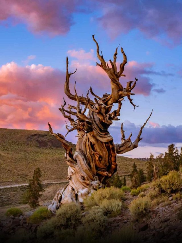 Exploring The World's Oldest Trees And Their Locations - News24