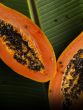 PAPAYA