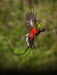 Resplendent Quetzal