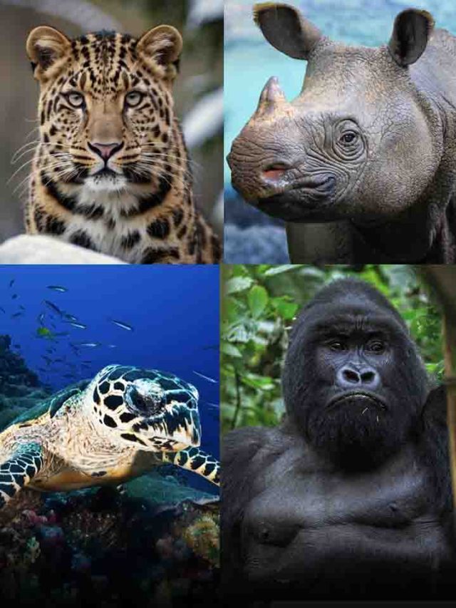 Most Endangered Species And Conservation Efforts
