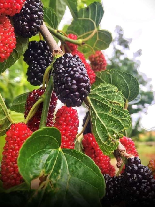 Benefits Of Consuming Mulberry