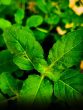 7 Best Ways To Consume Tulsi Leaves On An Empty Stomach