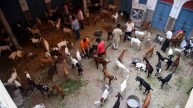 Jain community save 120 goats on Bakrid