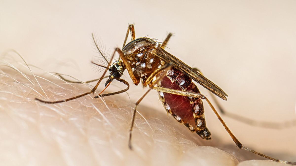 Bengaluru First Death From Dengue
