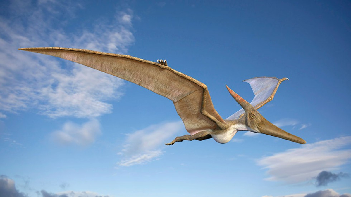 Flying Reptile Found In Australia