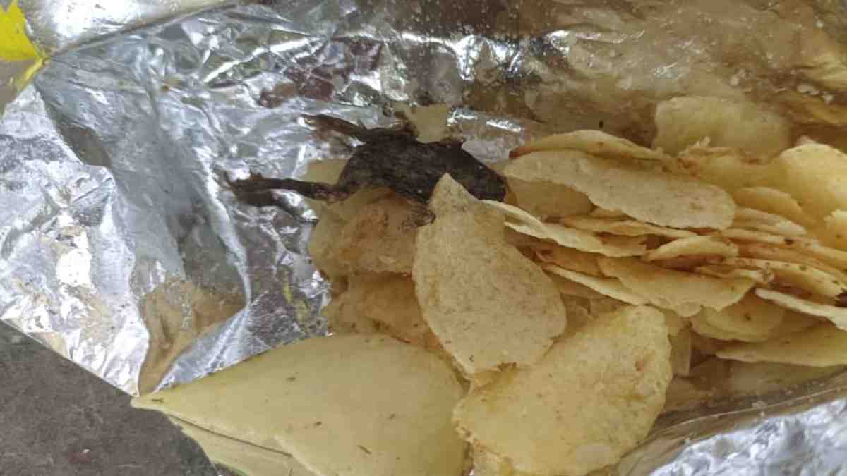 Frog In Chips packet in Jamnagar