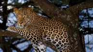 Leopard trapped in Andhra Pradesh district rescued after tense 24-hour operation by forest officials and wildlife experts.