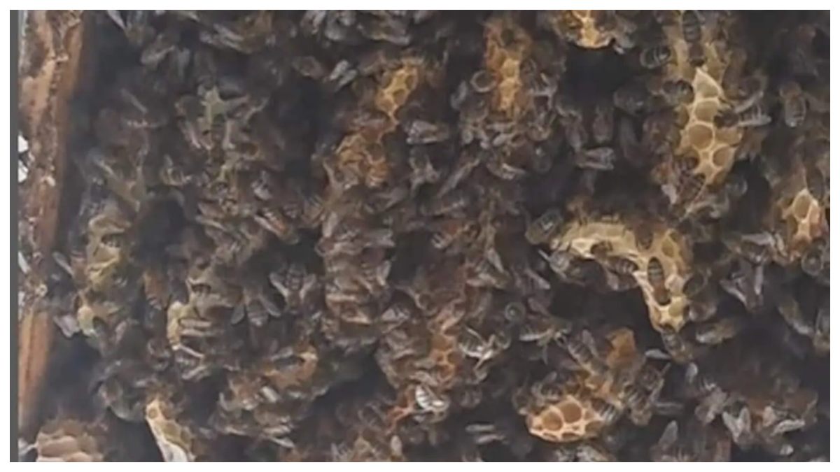 Massive bee colony found in Inverness house ceiling, housing up to 180,000 bees; beekeeper relocates swarms for future honey production.