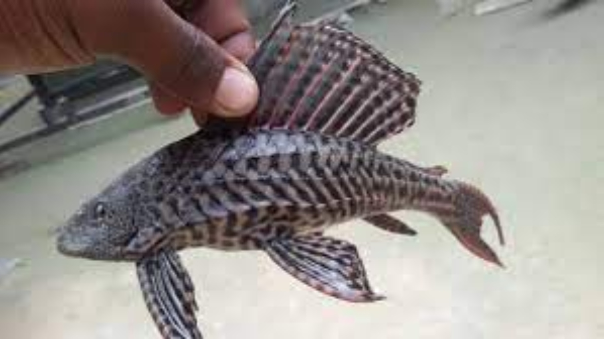 Rare Fish Found In Assam