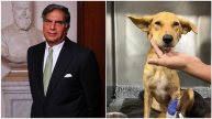 Ratan Tata appeals for Mumbai's help to find a blood donor for a sick dog