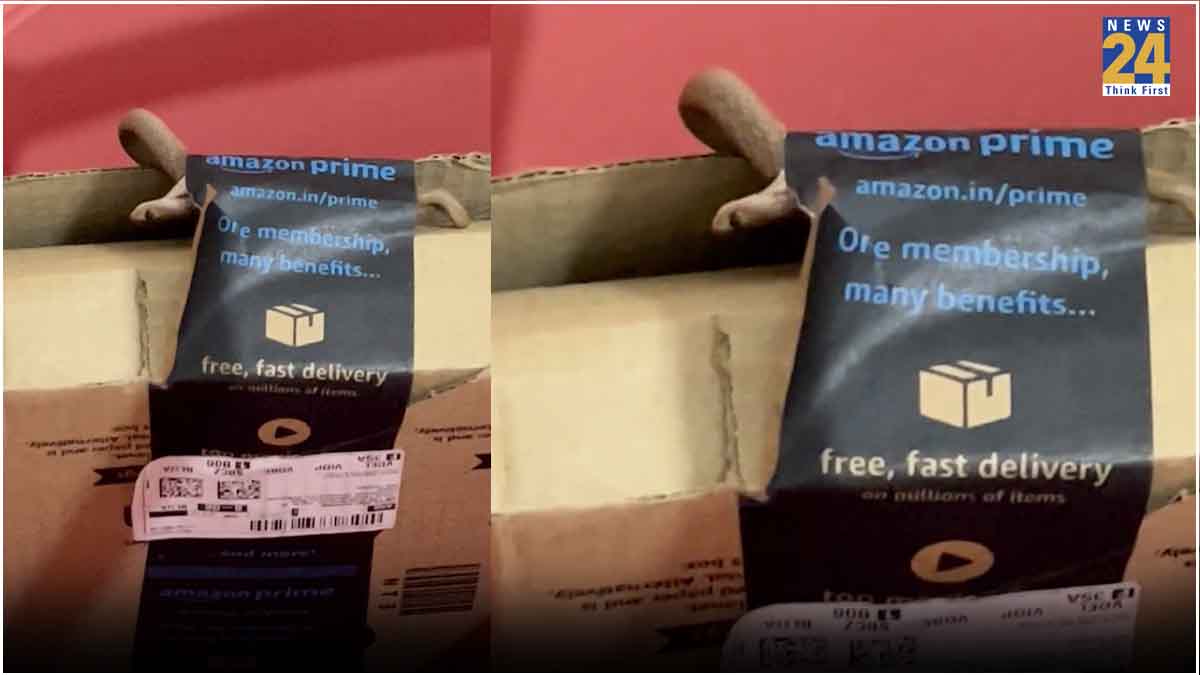 Bengaluru Couple Discovers Cobra in Amazon Package