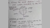 Student's Heart Diagram For Crushes Goes Viral on Instagram