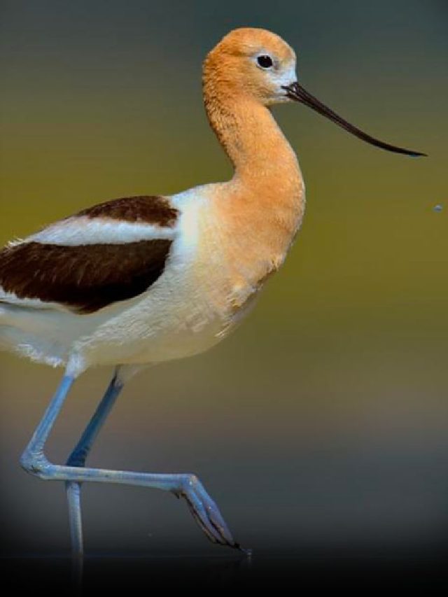 Modern Birds That Resemble Their Dinosaur Ancestors - News24