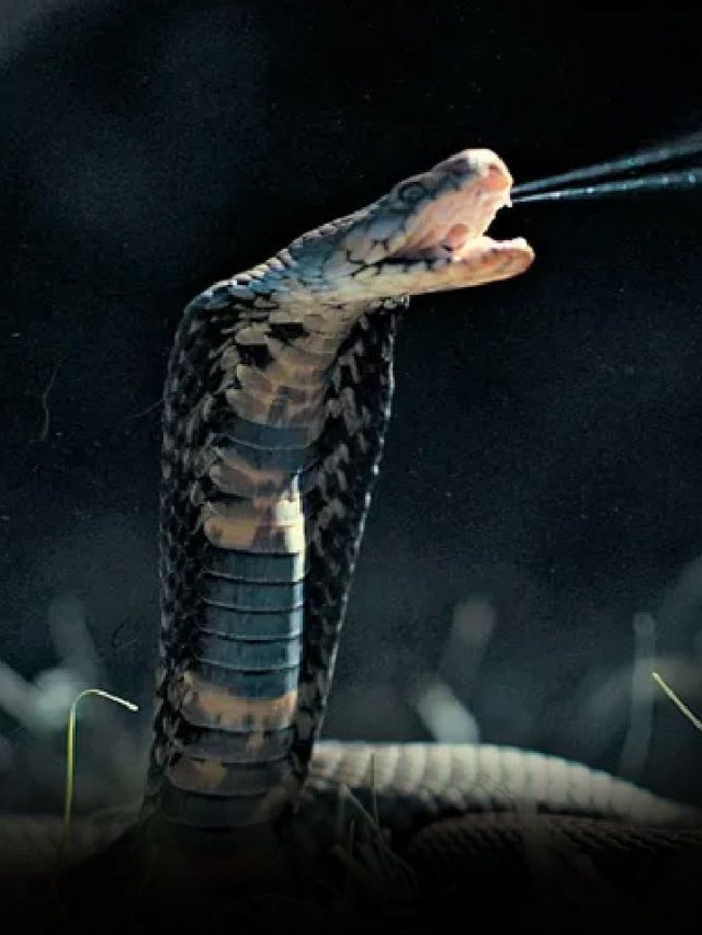 7 Animals That Can Kill Snakes - News24