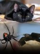 Black cats, spiders, ravens