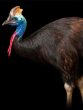 Cassowaries