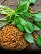 Fenugreek