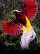 Greater Bird-of-Paradise