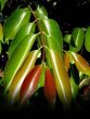 JAMMU leaves