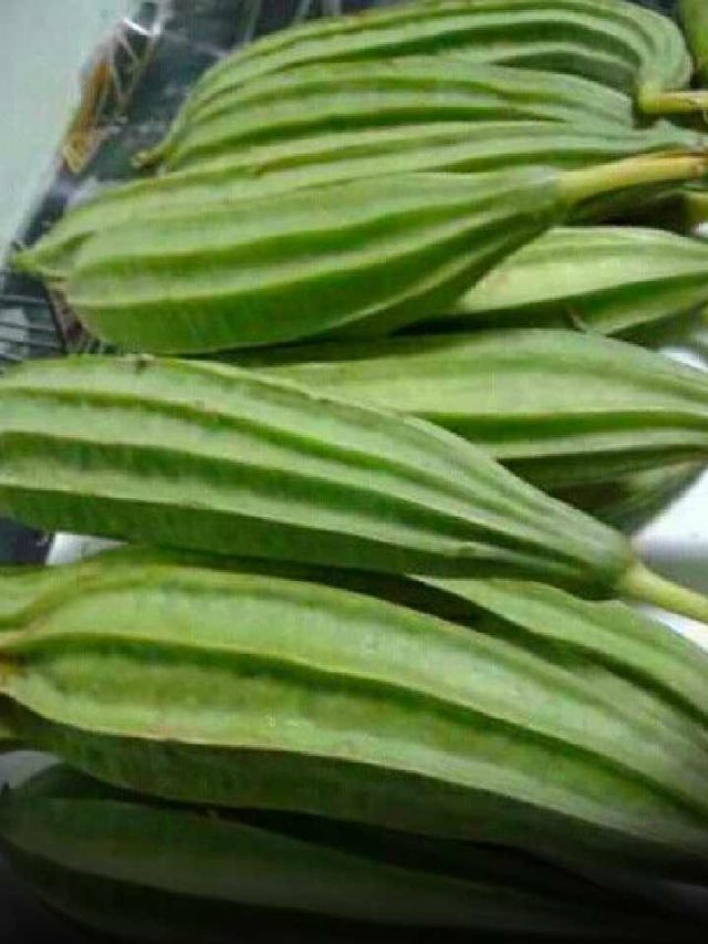 Health Benefits Of Ridge Gourd News24