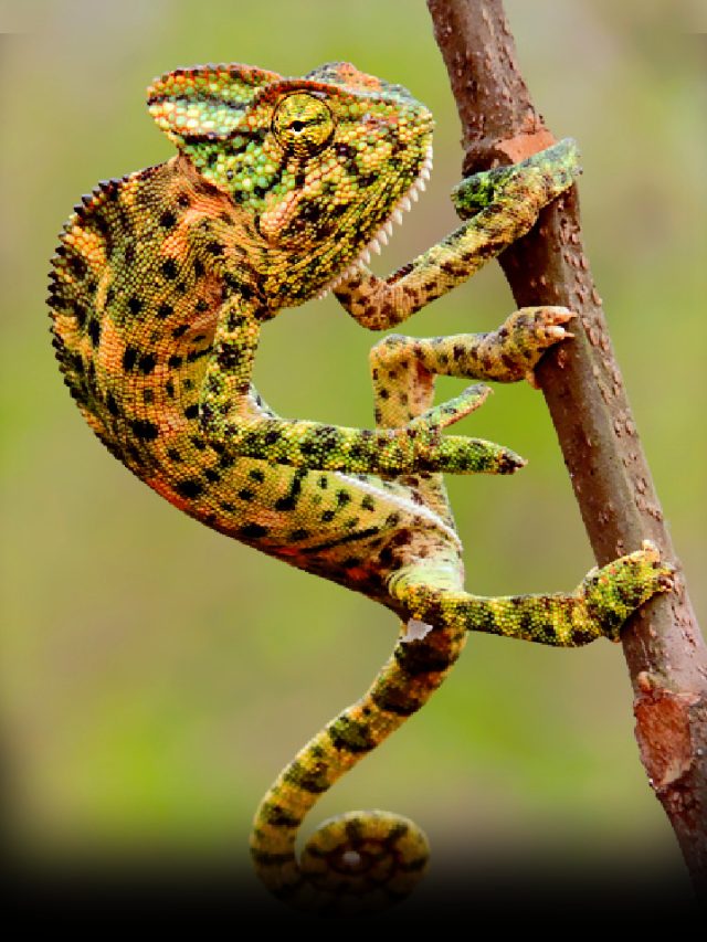 Top 7 Most Popular Reptiles In The World News24