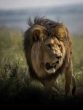 Walking with Lions in South Africa