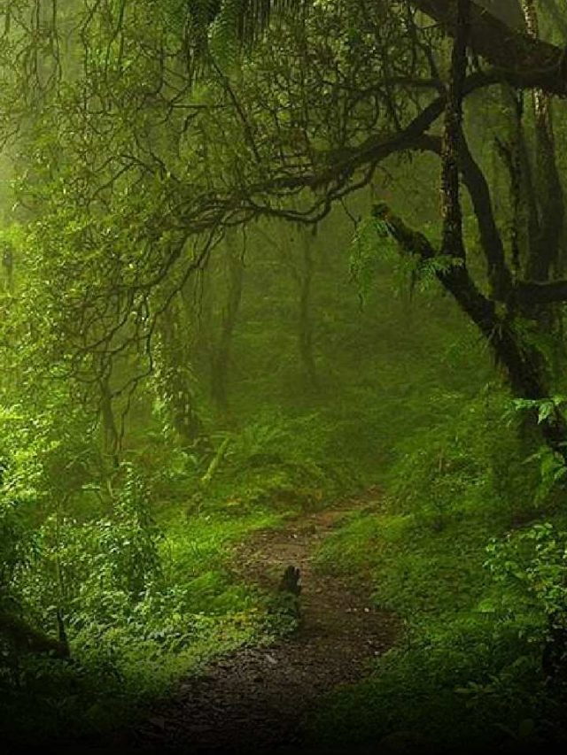 Incredible Jungle Treks In India - News24