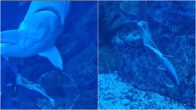 Baby shark born in underwater zoo Dubai