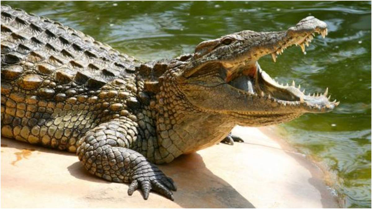 Crocodile fight in Madhya Pradesh