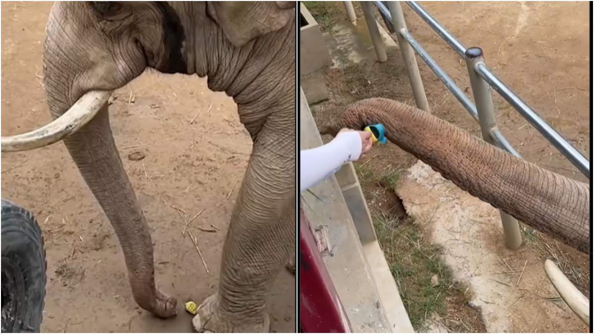 Elephant Return Shoe To child in China