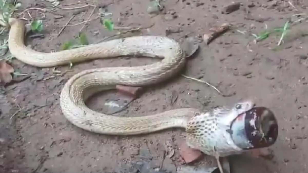 9-Foot King Cobra Found In Bedroom; Spine-Tingling Video Takes Internet By Storm