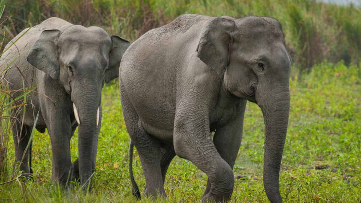 Jharkhand: Two people killed in elephant attacks in East Singhbhum district, sparking protests and demands for compensation.