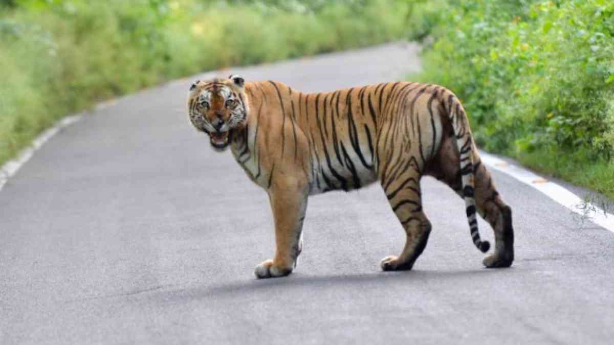 Madhya Pradesh Tiger Reserves