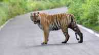 Madhya Pradesh Tiger Reserves