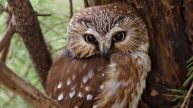Barred Owls