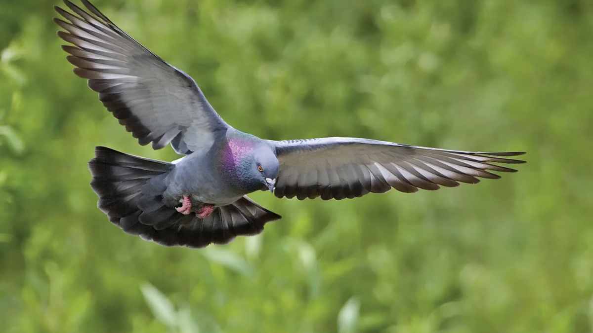 Pigeons' feathers and droppings can cause fatal chronic lung diseases; an 11-year-old boy's case highlights the risks.