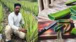 Quitting his job for Aloe Vera farming, now yields ₹1 crore income!