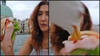 Seagull Snatch Sandwich in Viral Video