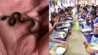 Snake found in Mid day meal in Maharashtra School