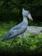 shoebill