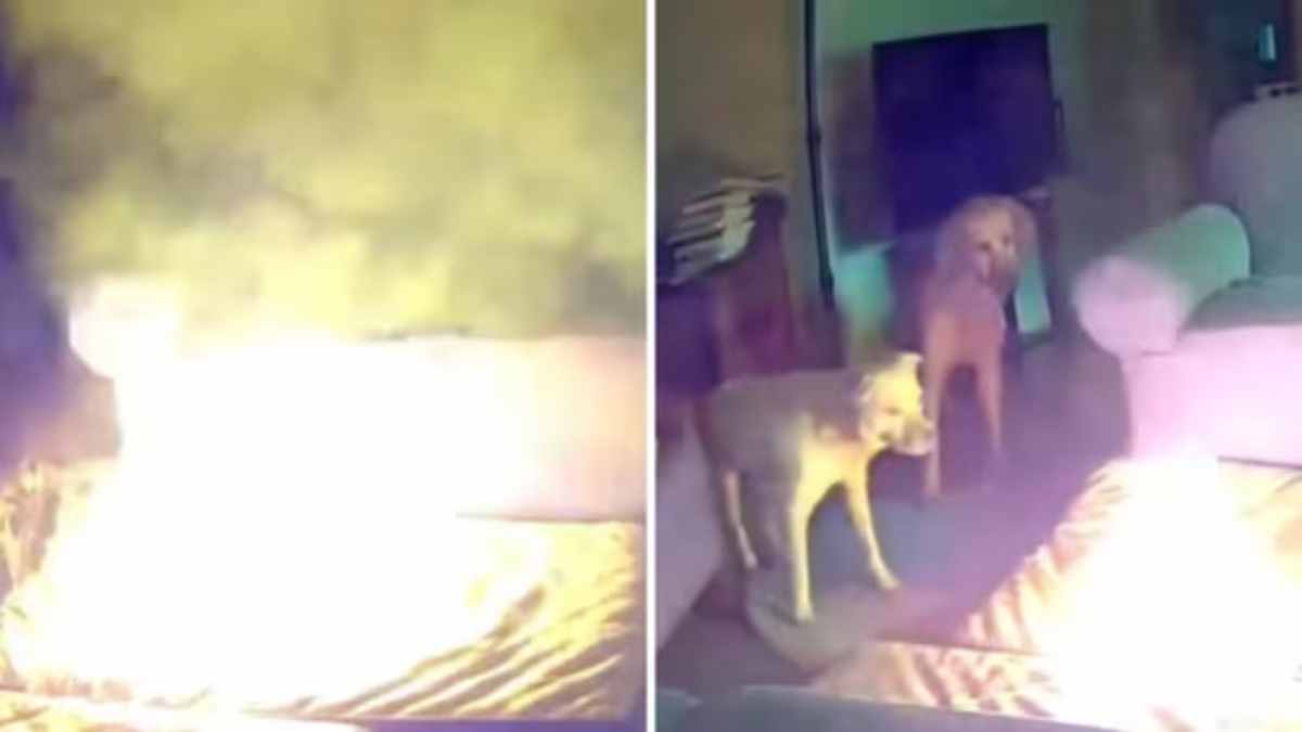 A viral video shows a dog causing a small explosion by chewing a lithium-ion battery, leading to a comical fire scene.