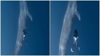 Diver swim beside Blue Whale in Maldives