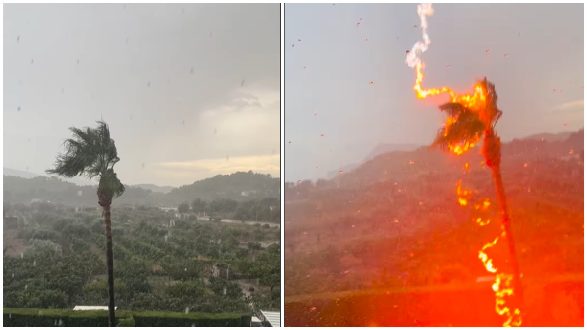 Palm tree catches fire after lightning strike during monsoon